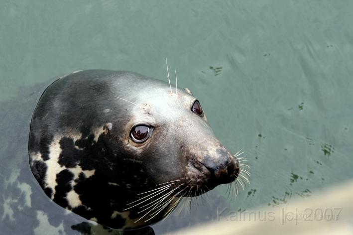 Heinz der Seehund 2.jpg - Der Seehund im Hafenbecken von Hörnum.